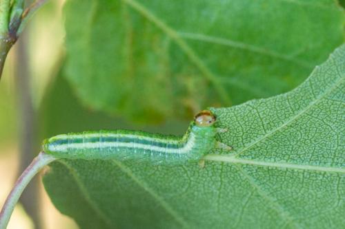 Réf. 245 534 : Arge ustulata